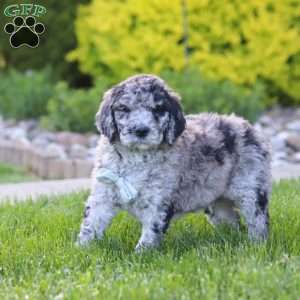 Ranger, Newfypoo Puppy